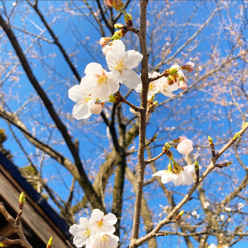 Instagram「見附の桜も開花、春期講座がんばろう」