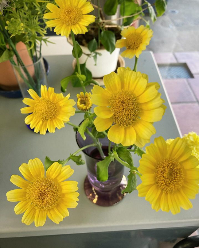 Instagram「この花、何の花？」